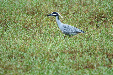 Yellow-crowned night heron (Nyctanassa violacea) in a field in Ayampe, Ecuador