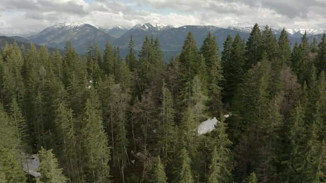 Aerial view down shot, moving through the pine trees of Liezen in Austria, scenic view of the cloudy mountain range in the background.