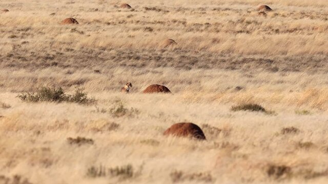 One single Cheetah sits alone in tall grass on windy African savanna