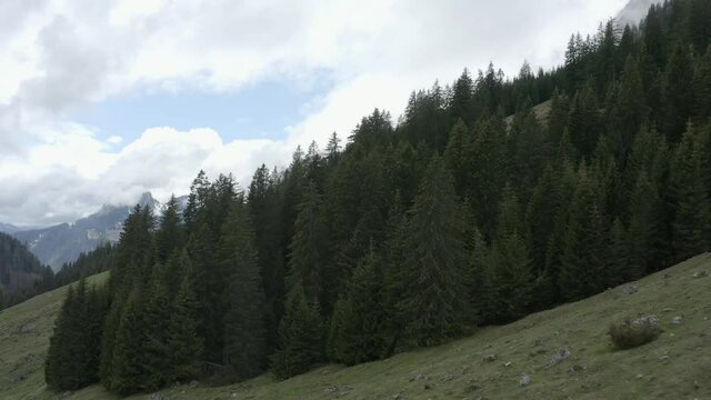 Aerial view moving forward shot, passing through the pine trees revealing the scenic view of a mountain range in Liezen Ennstal, Austria.