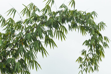 bamboo leaves on white sky background