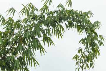 Obraz premium bamboo leaves on white sky background