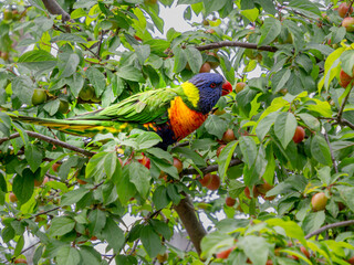 Lorikeet With Plums