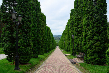 Fototapeta premium A long alley with cypress trees, benches and lanterns