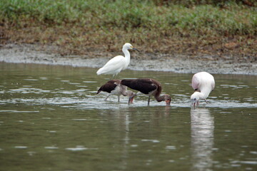 Juvenile white ibises (Eudocimus albus) foraging in a pond in Ayampe, Ecuador