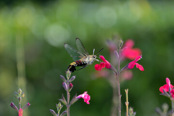 ホバリングしながら赤いサルビアの蜜を吸っているオオスカシバ