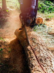 Chainsaw in movement cutting wood. lumberjack worker holding an old chainsaw and sawing the log,...