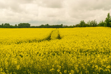 Rapeseed Field, Canola Landscape, Yellow Oilseed Blossoms