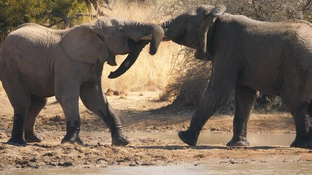 Two young bull elephants lock tusks and trunks and wrestle in shallow water of a dam