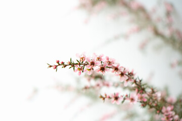 Pink Manuka flower blossom close up with copy space 