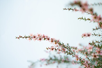 Pink Manuka flower blossom with copy space 4