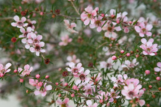 Pink Manuka flower blossom close up plants © QuickStartProjects