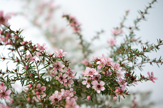Pink Manuka flower blossom close-up