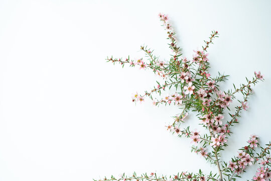 Pink Manuka flower blossom with copy space right