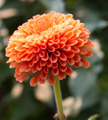 Orange flower close-up. Zinnia in the garden macro shot. Nature beauty.