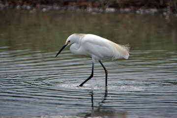 Snowy egret (Egretta thula) wading in a pond in Ayampe, Ecuador