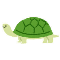 かめ　亀　動物　イラスト　素材

