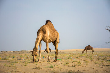 Camel