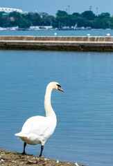 swan on the lakeshore