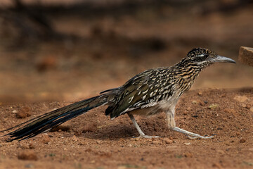 Juvenile Roadrunner