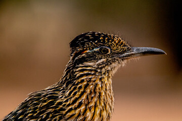 Roadrunner Portrait,