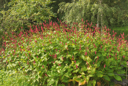 Bistorta amplexicaulis, the red blooming shrub, also known as  persicaria amplexicaulis, the red bistort or mountain fleece.