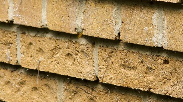 Active Yellowjacket hive in exterior wall of house.