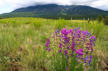 Fototapeta premium Hart Prairie, San Francisco Peaks
