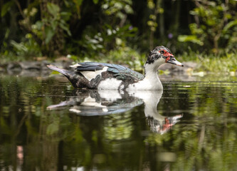 ave, pato, animal, naturaleza, ganso, acuático, fauna, pico, lago, hospitalario, césped, emplumar, charcas, emplumar,  pato, mandarins, animal,  ave, frailecillo, chacras, ganso, natación, río, reflej