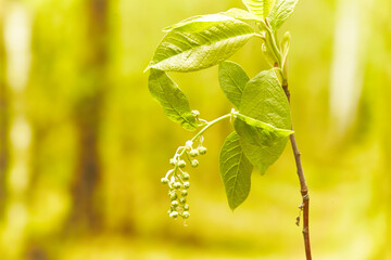 Bird-cherry flower blooming