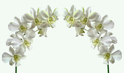 Fototapeta na wymiar two stems of white orchid