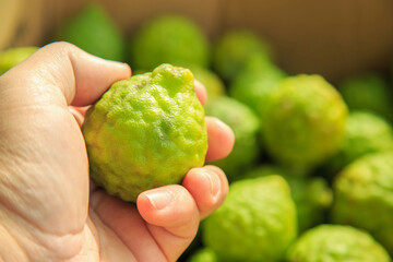 Close up a fresh bergamots in a man hand, Bergamot is one of an Asian ingredient food.