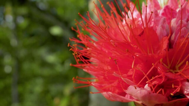 Ants and insect climbing in red Brownea Flower in rainforest of Ecuador,South America