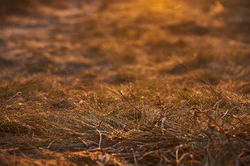 grass in the autumn