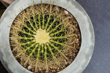 Close up of cactus plant in the pot                                                                                   