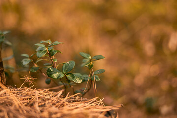 flowers in the forest