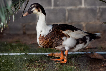 White brown duck standing on mud.