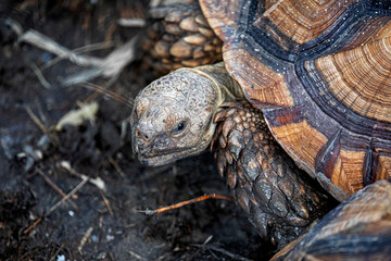 Close up view of Tortoise crawling on mud.
