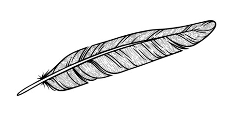 Bird feather sketch. Decorative feather isolated in white background. Hand drawn vector illustration