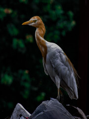 Bird
