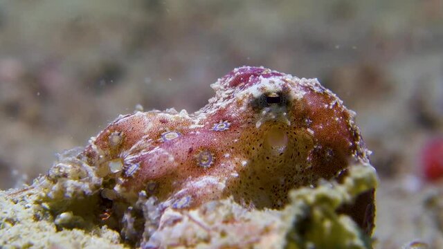 Tiny Poisonous Blue Ringed Octopus Clings to Sandy Tropical Coral Reef Bottom