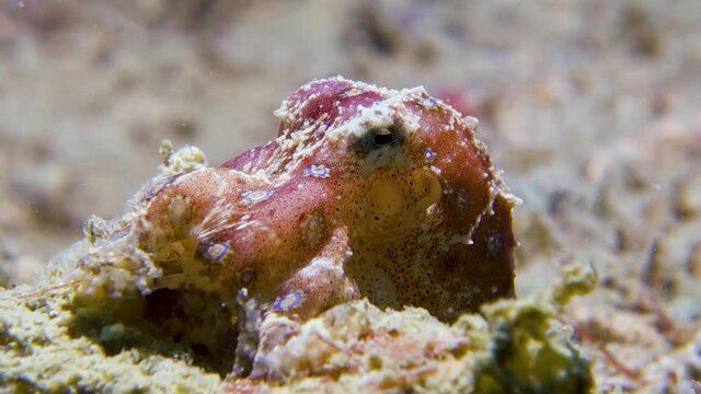 Tiny Poisonous Blue Ringed Octopus Moving Siphon Gills to Breathe Saltwater