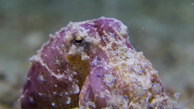 Purple Color Blue Ringed Octopus Breathes Heavily Quickly on Ocean Sandy Bottom