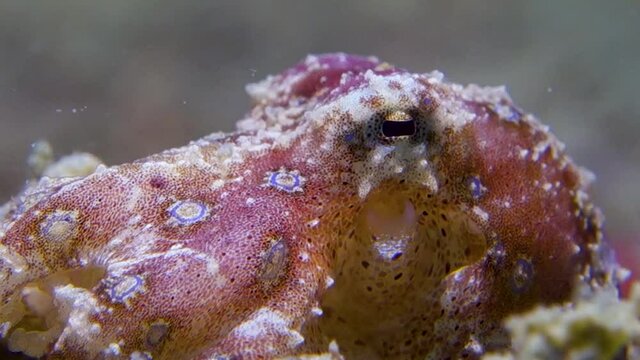 Small Spotted Toxic Blue Ringed Octopus Moving Siphon Gills Breathe Saltwater 