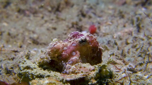 Small Venomous Blue Ringed Octopus Moving Siphon Gills to Breathe Saltwater 