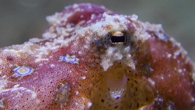 Small Deadly Toxic Blue Ringed Octopus Moving Siphon Gills to Breathe Saltwater 