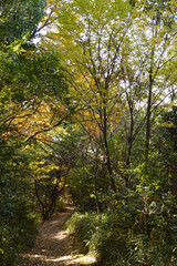 Fototapeta premium In the autumn forest, Sunlight filters through the trees to a path