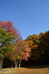 Naklejka premium Autumn park, blue sky above trees with gradual change in leaf color