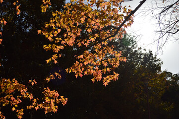 Hardwood leaves changing from green to yellow at the beginning of autumn