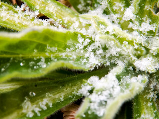 霜　冬の朝の公園散歩